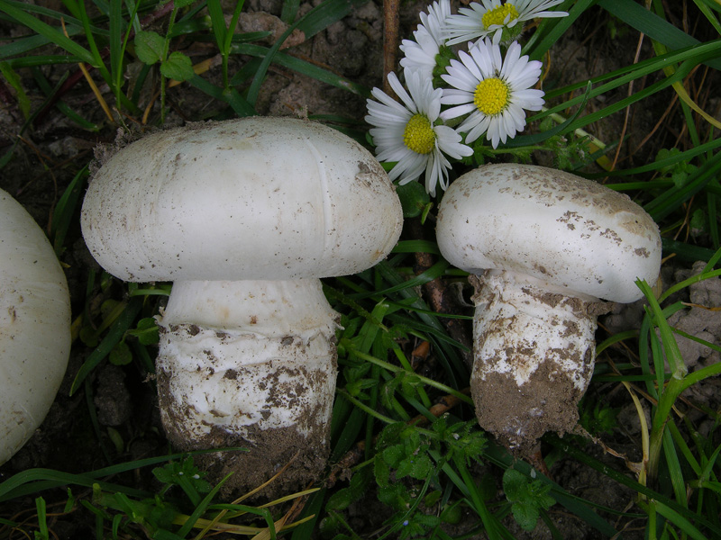 Agaricus campestris da confermare.